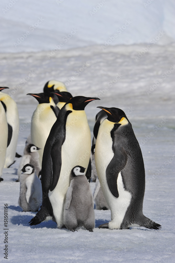 Obraz premium Emperor Penguins with chicks
