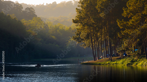 Pine tree and ray light at the Lake in the north of Thailand