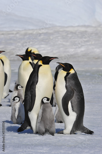 Emperor Penguins with chicks