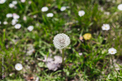 Sunny Day At The Beautiful Nature Outdoors