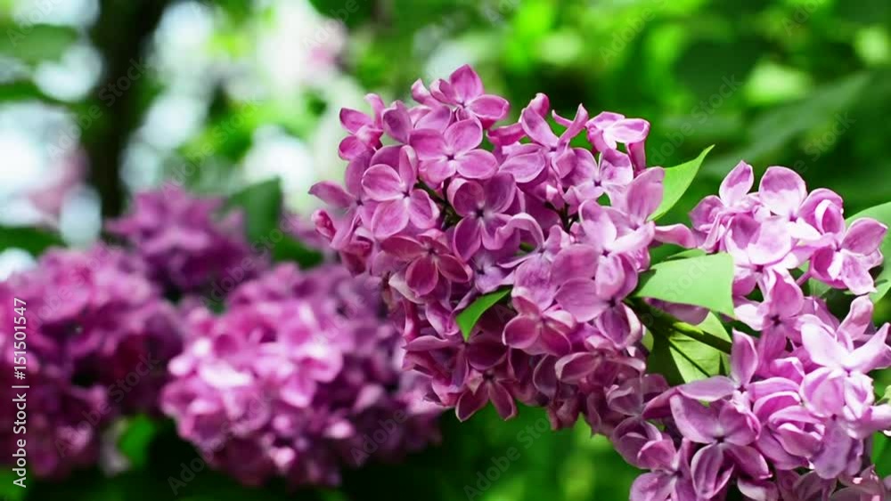 Lilac branches swining in the wind in springtime, macro background. Spring flowers. Blurred background. HD 1920x1080 Lilac branches swining in the wind in springtime, macro background. Spring flowers. Blurred background. HD 1920x1080