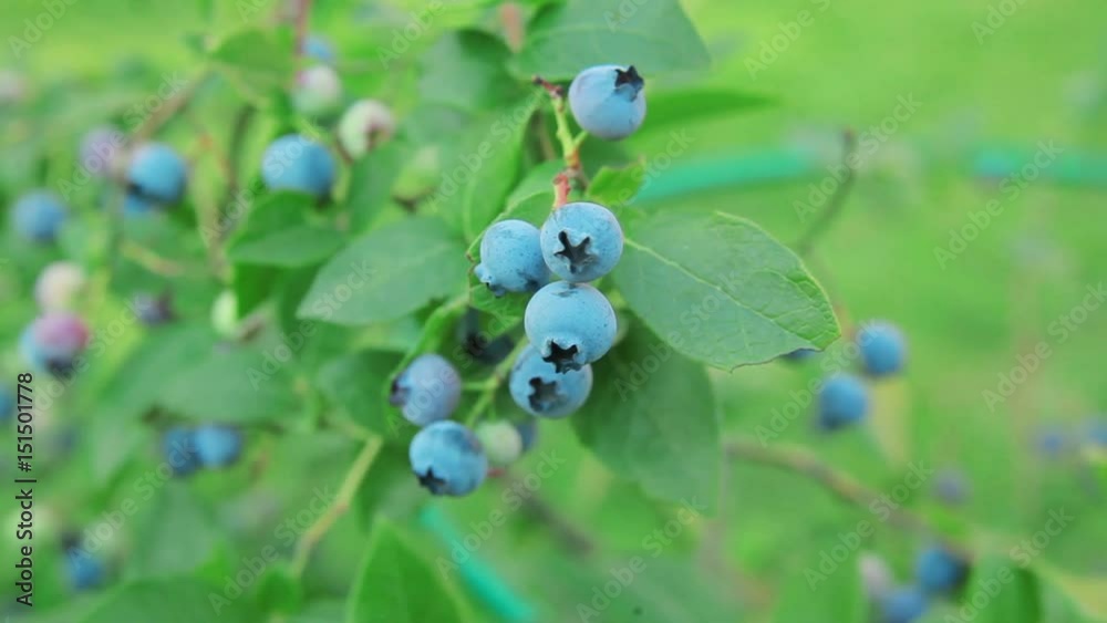 Bush ripe blueberry. Berries in the garden. sunny day Bush ripe blueberry. Berries in the garden. sunny day