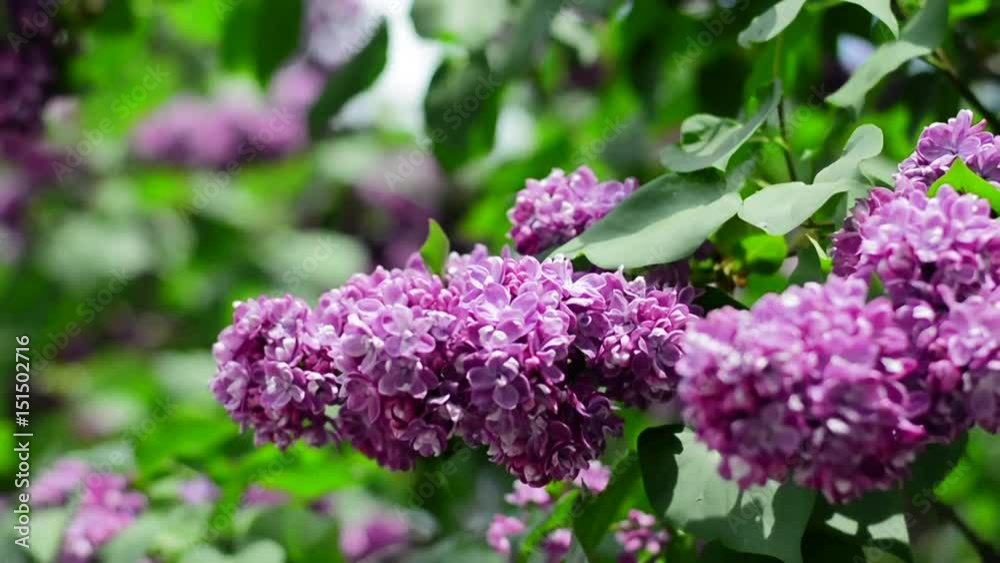 Lilac branches swining in the wind in springtime, macro background. Spring flowers. Blurred background. HD 1920x1080 Lilac branches swining in the wind in springtime, macro background. Spring flowers. Blurred background. HD 1920x1080