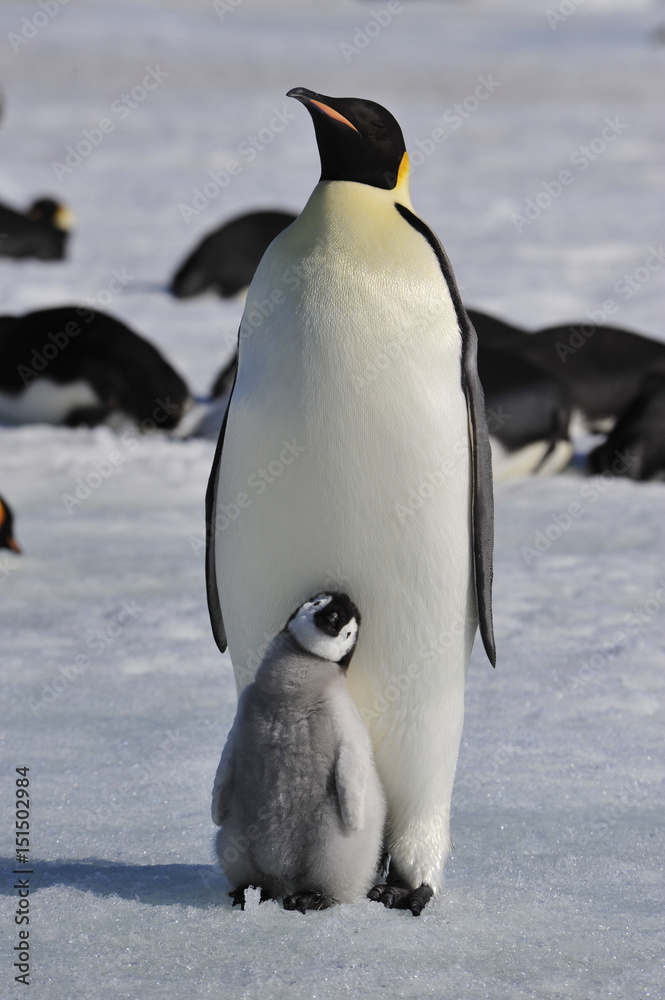 Obraz premium Emperor Penguins with chicks