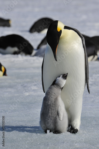 Emperor Penguins with chicks