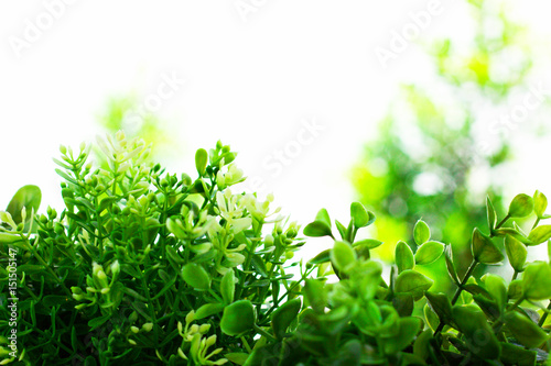 green leaves background