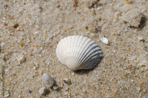 Muschelschale im Sand, Nordsee
