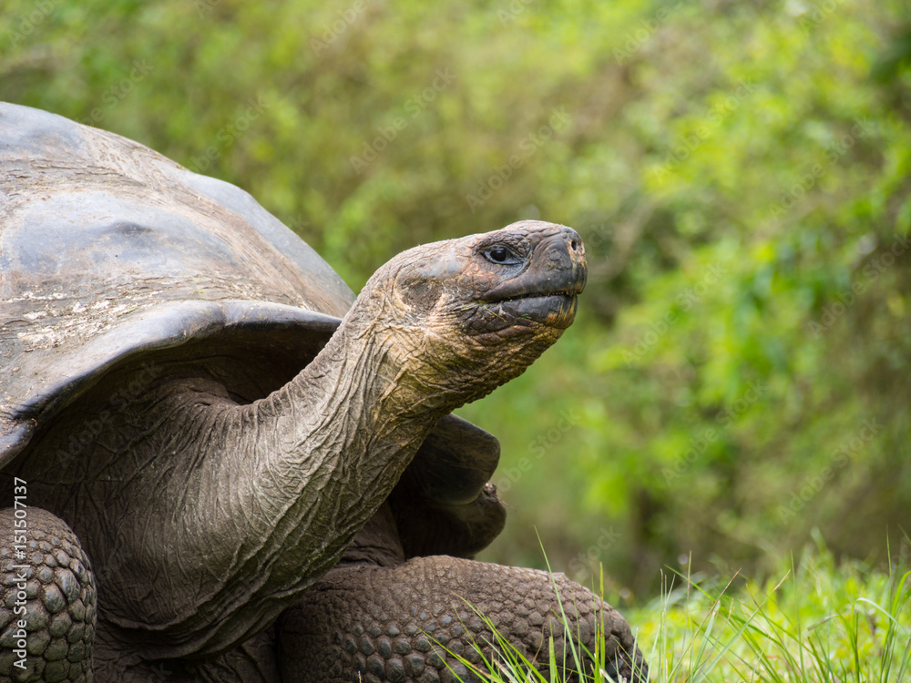 Galapagos Giant Tortoise, Santa Cruz Island, Ecuador Galapagos Giant Tortoise, Santa Cruz Island, Ecuador