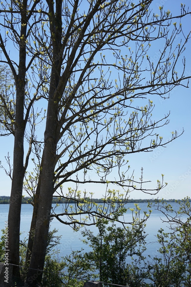 Fototapeta premium Natur pur am Ismaninger Speichersee - Panorama im Frühling