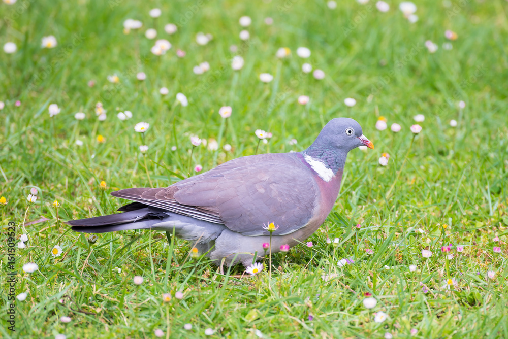 Wood pigeon, turtledove eating grass on a daisy flower bed Wood pigeon, turtledove eating grass on a daisy flower bed