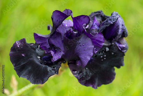 Fototapeta Naklejka Na Ścianę i Meble -  Purple iris, beautiful big flower after rain