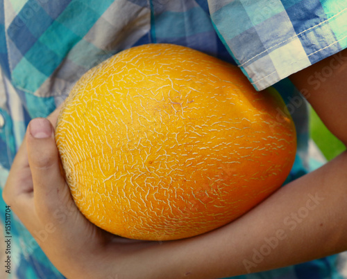 kid hand hold ripe yellow melon close up photo