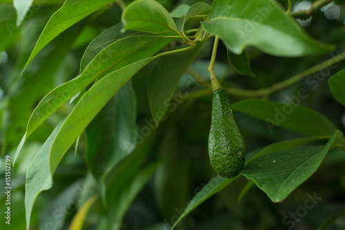The avocados on the tree.,.Green leaves and bokeh light on the back