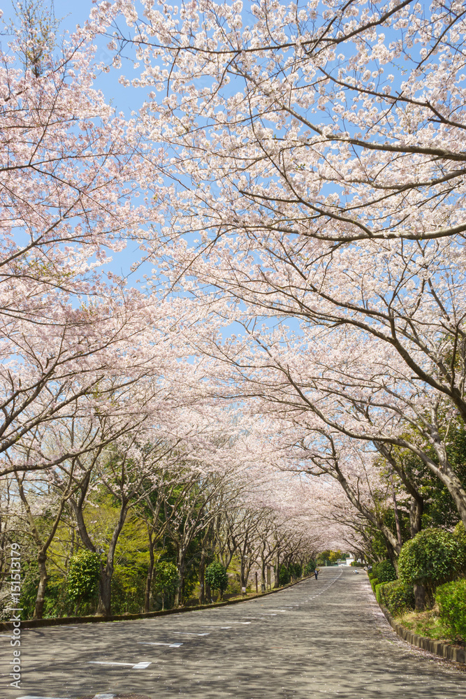 愛鷹広域公園の桜並木 愛鷹広域公園の桜並木