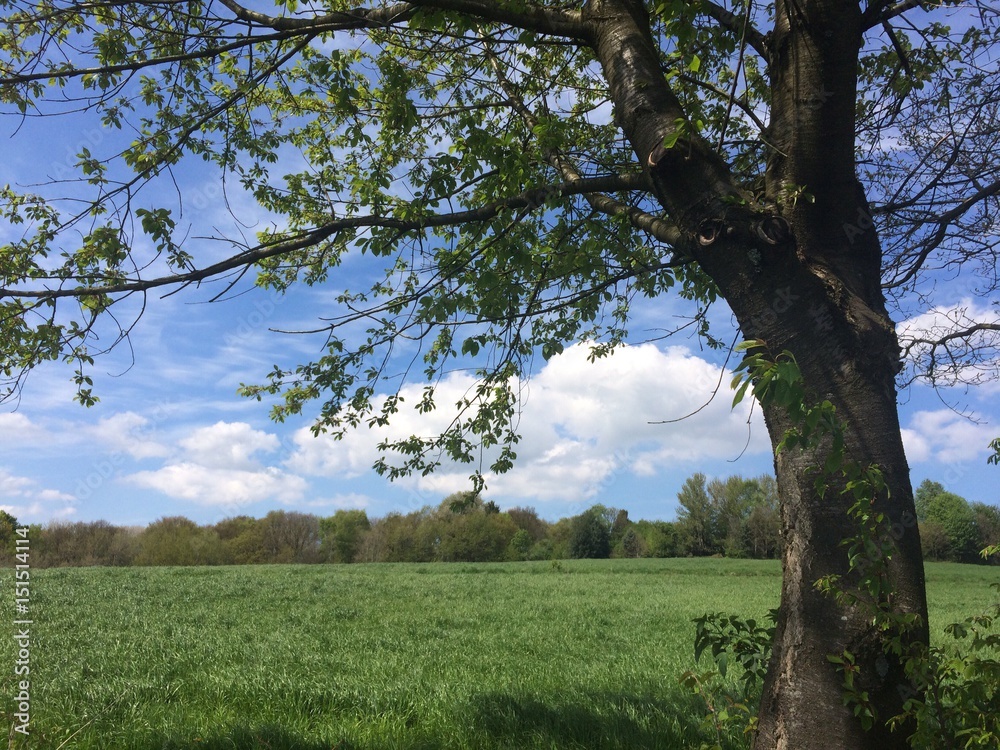 Naturlandschaft im Frühling Naturlandschaft im Frühling