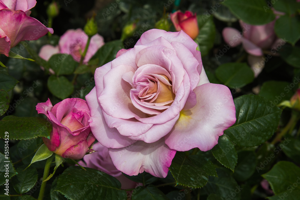 Naklejka premium Rara e bella rosa di color viola