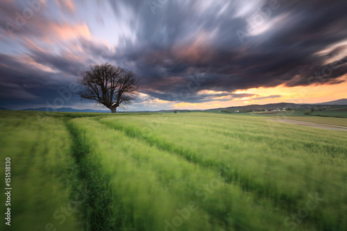 Lonely tree in a cereal field at amazing sunset