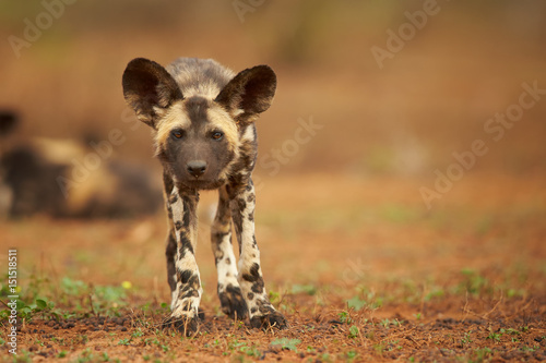 Portrait of African Wild Dog Lycaon pictus puppy staring directly at camera in close up distance. Low angle photography. Typical african reddish soil. Blurred background. Soft light. South Africa. photo