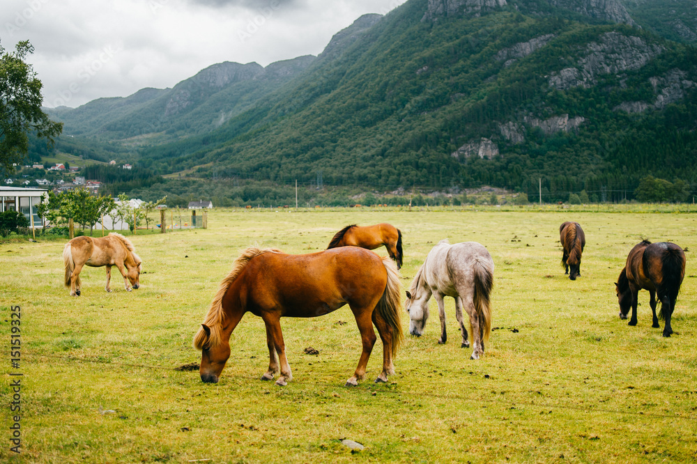 Wildlife in Norway. Scandinavian fjord beautiful horses on pasture eat grass on field in summer rainy weather. Cloudy sky. Mountains on background. Rocks. Funny mammal animals. Rural. Travel. Nature.