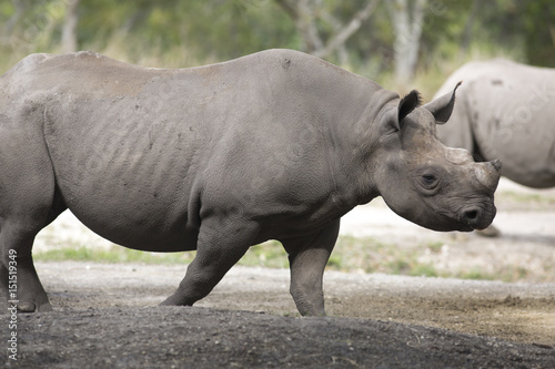 Portrait of black african black rhino