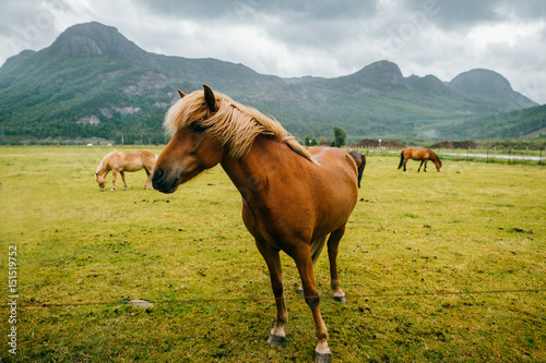 Wildlife in Norway. Scandinavian fjord beautiful horses on pasture eat grass on field in summer rainy weather. Cloudy sky. Mountains on background. Rocks. Funny mammal animals. Rural. Travel. Nature.
