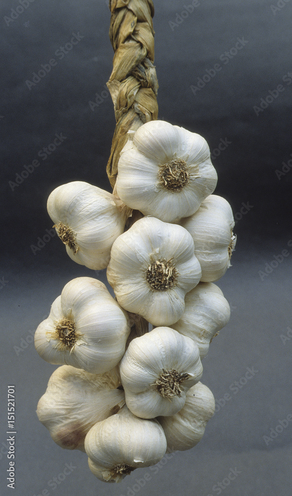 Allium Sativum Ail Stock Photo Adobe Stock Allium Sativum Ail Stock Photo Adobe Stock
