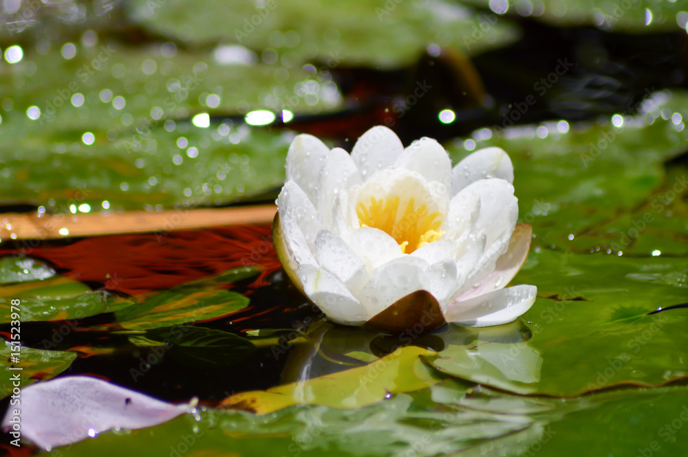 Flower and water lily leaves in a fountain Flower and water lily leaves in a fountain