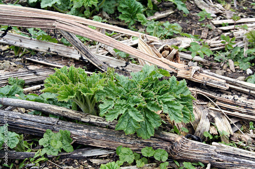 Sosnowsky hogweed (Heracleum sosnowskyi) leaves photo