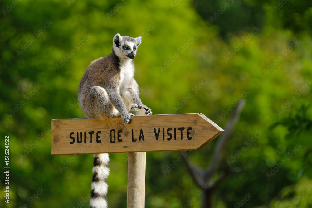 Fototapeta premium Lemur Zoo Animal Monkey Animal Park wizyta panel