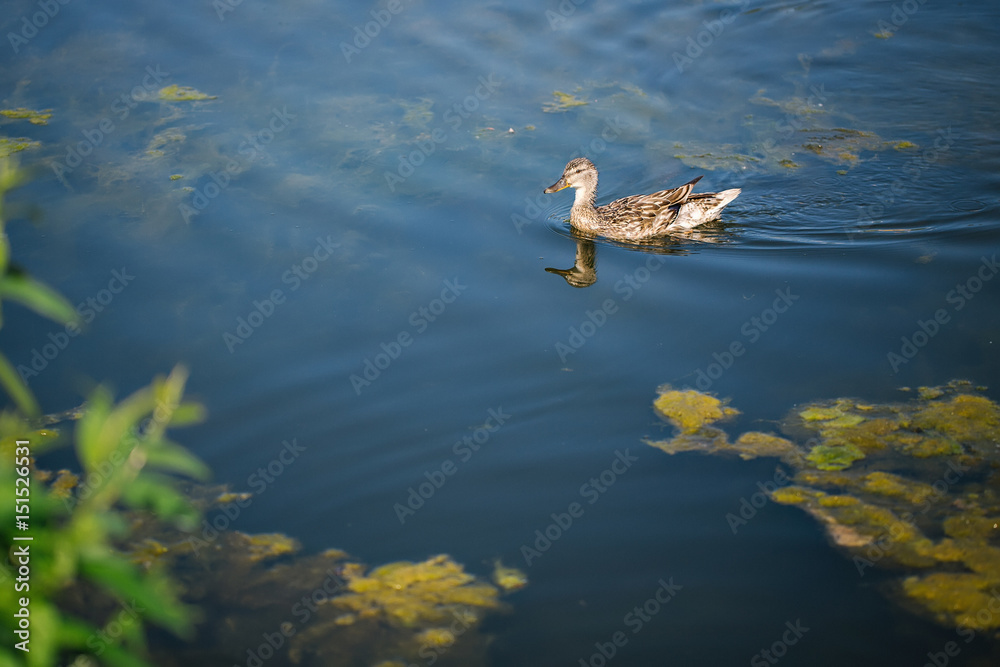 Duck in the pond Duck in the pond