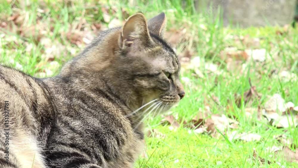 tabby cat lying and looking on meadow tabby cat lying and looking on meadow