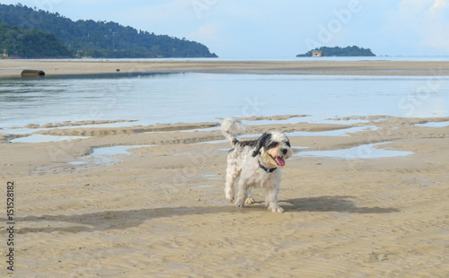 Dog running on the beach Koh Chang Trad Thailand