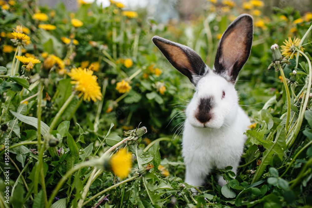 white rabbit in the garden in summer day white rabbit in the garden in summer day