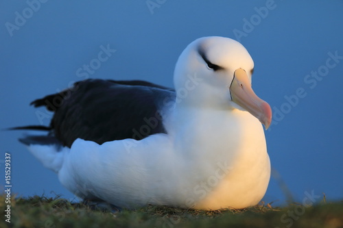 Black-browed Albatros ( Thalassarche melanophris ) or Mollymawk Helgoland Island Germany photo