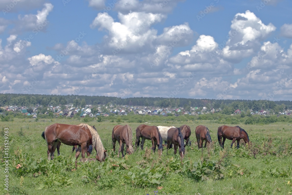 horses grazing on a green meadow