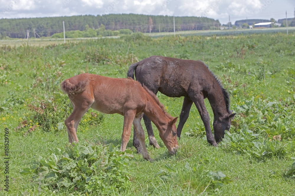 Obraz premium little horses on a green meadow