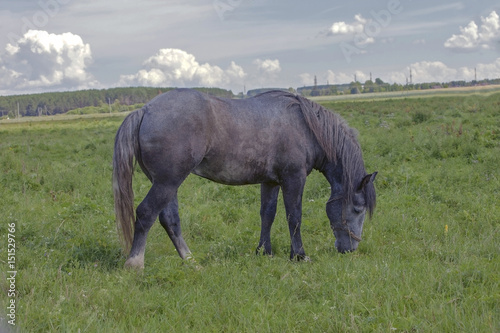 large adult stallion