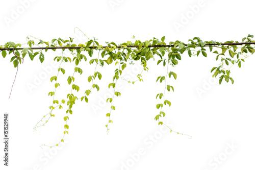 Ivy green with leaf on isolate white background