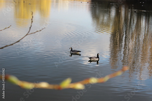 Ducks in the water spring time © Michelle