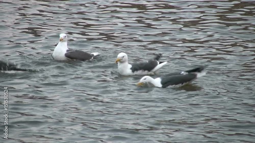 Mixed flock of mostly lesser black backed gulls and with some herring gulls bathing before settling for the night. They float on the water, dip their heads and shake their wings. Gloucester docks, UK.