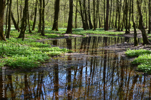 Lake in spring forest