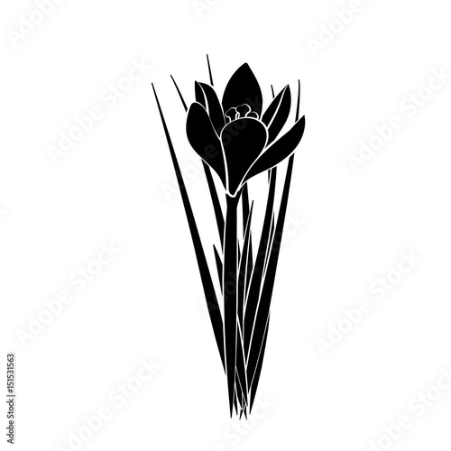Hand drawn crocus flowers. Elegant vintage card. Black crocus with white stroke. Vector illustration.