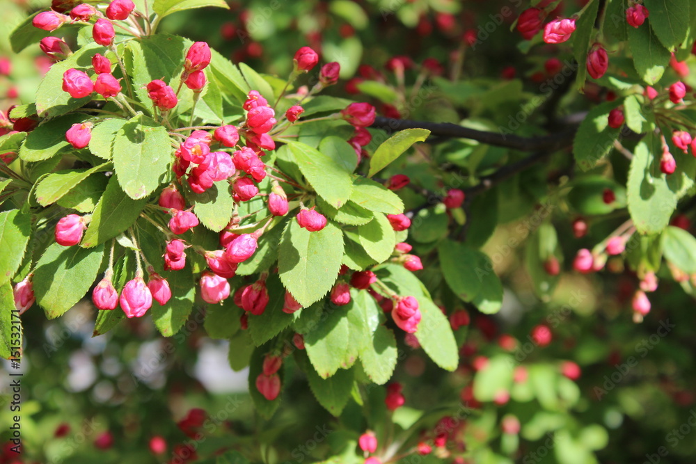 Blooming tree Blooming tree