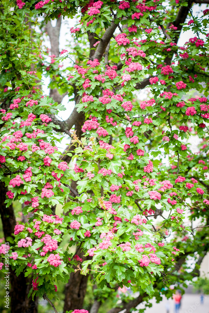 Pink flowering crabapple tree