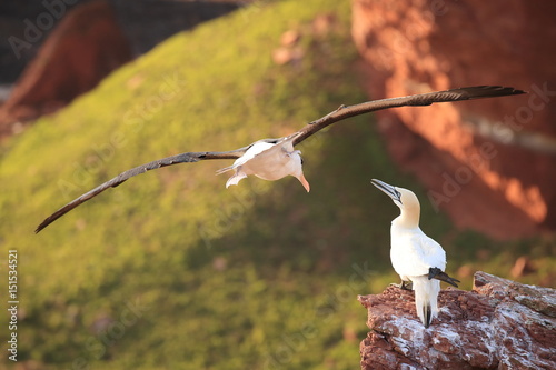 Black-browed Albatros ( Thalassarche melanophris ) or Mollymawk Helgoland Island Germany photo