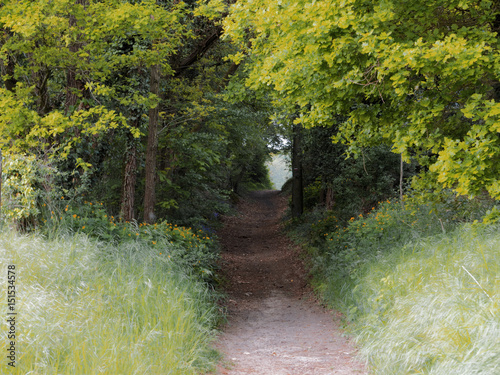 Chemin forestier