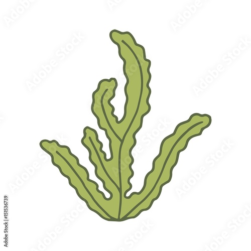 Alga green vector isolated