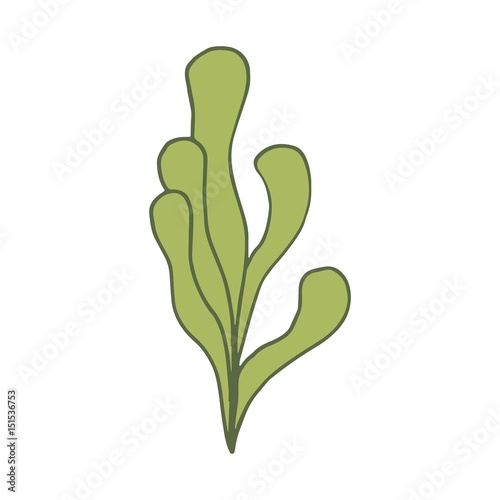 Alga illustration