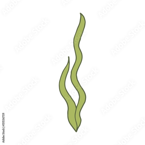 Alga marine green vector