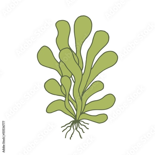 Alga marine
